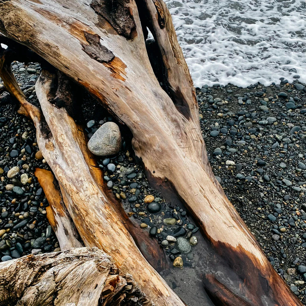 SEA MOSS & DRIFTWOOD - SCENTED TIN CANDLE