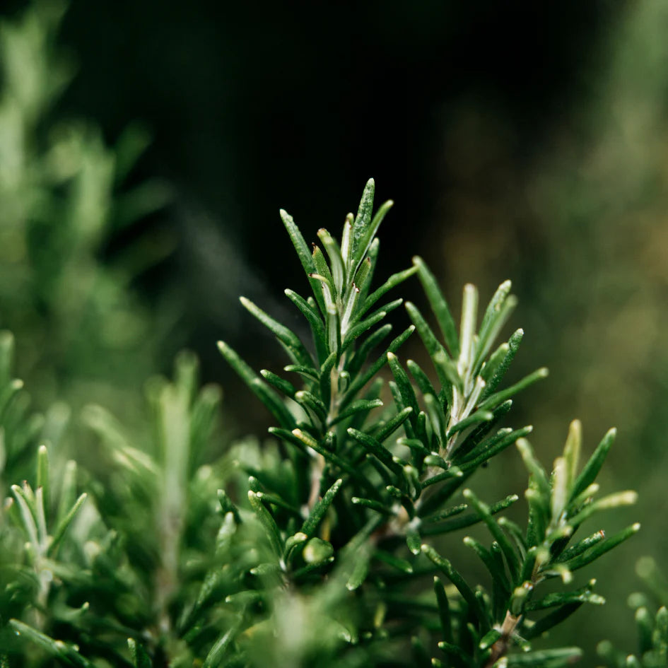BAY AND ROSEMARY - SCENTED TIN CANDLE
