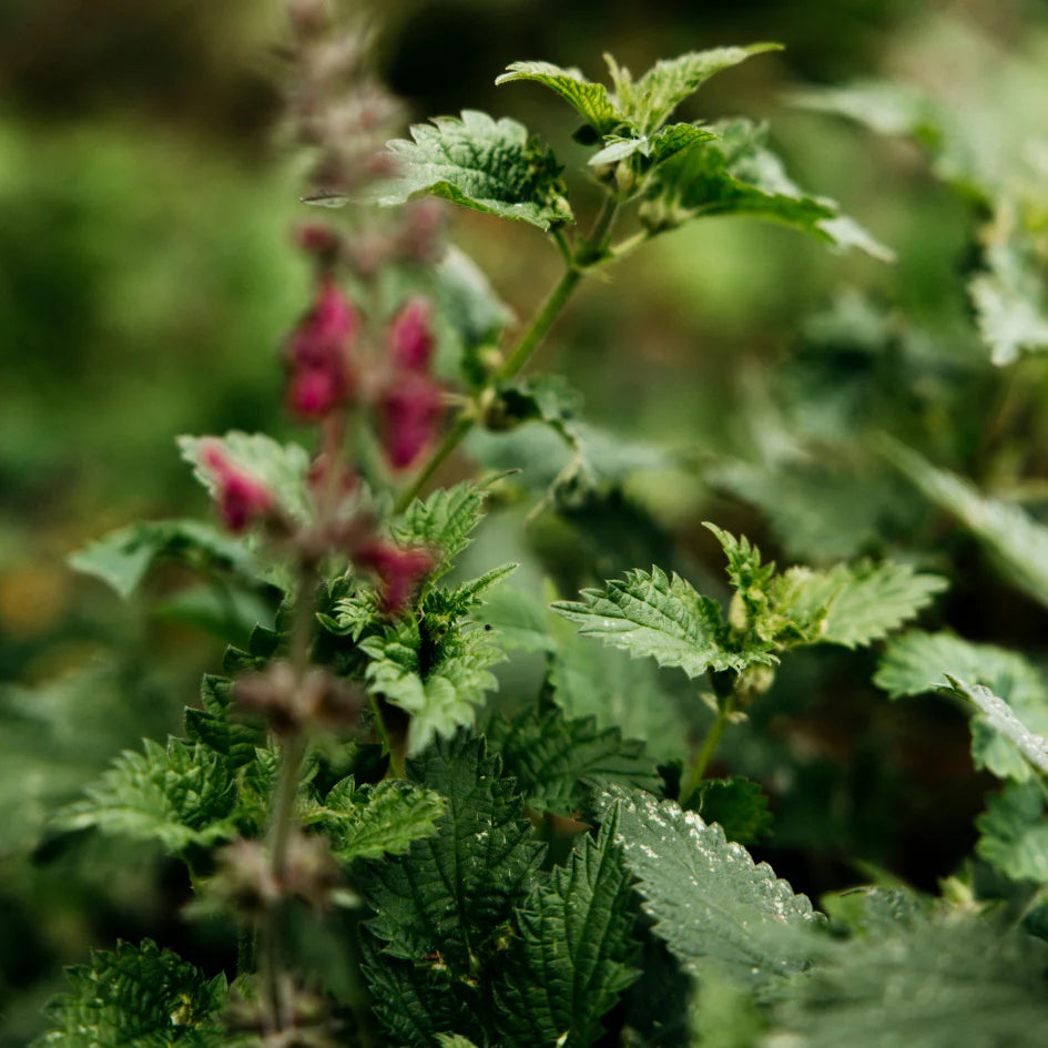 BERGAMOT & NETTLE REED DIFFUSER