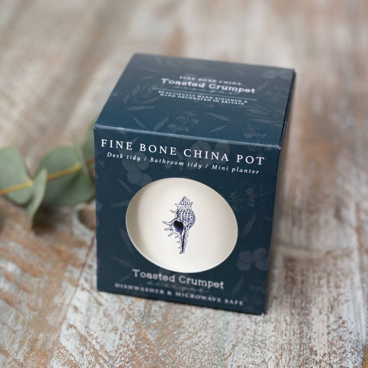 Conch Shell China Pot in a Gift Box